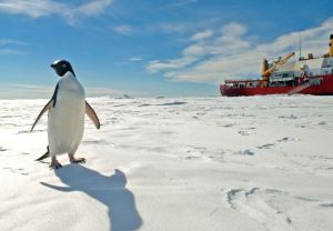 A Penguin Photobombs The US Coast Guard