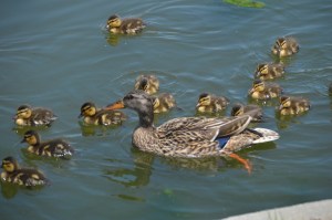 Female Mallard with ducklings. Washington, D.C. May 2016. Photo credit: Heather L. Kostick 