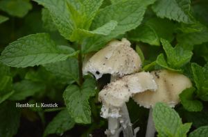 fairy ring fungi in mint 