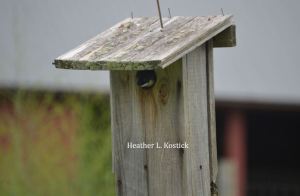 Mama tree swallow peaking out of her nest box - sorry for bothering you, mama, but I was chasing insects. 